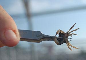 Mud crabs are both predator and prey in the Chesapeake ecosystem. (Lara Lutz)