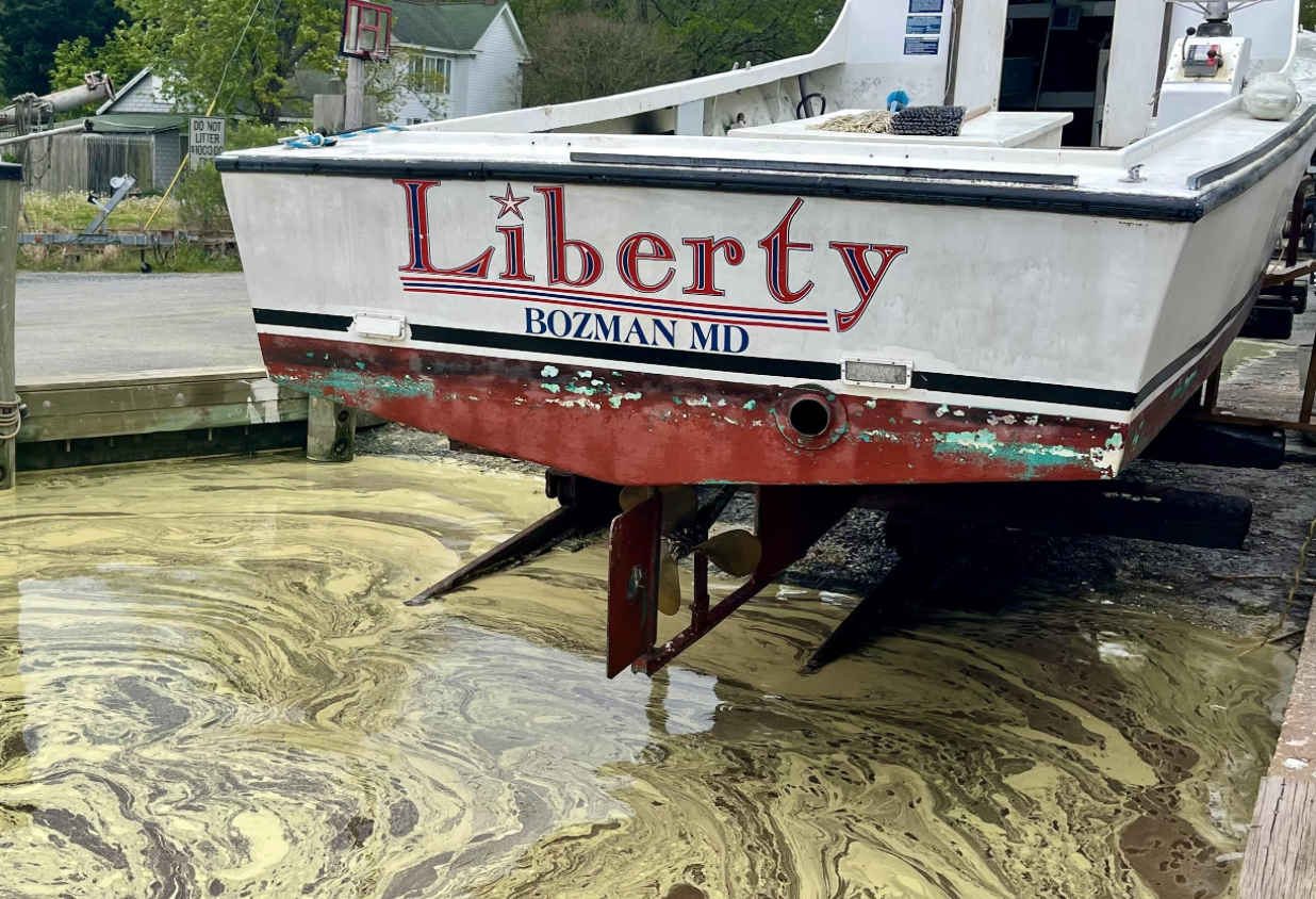 Move Over Horny Goat Weed, Here Comes Pollen - Chestertown Spy