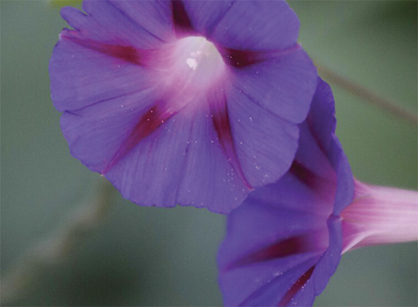 Morning glory