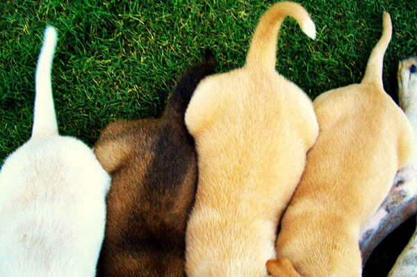 puppy tails